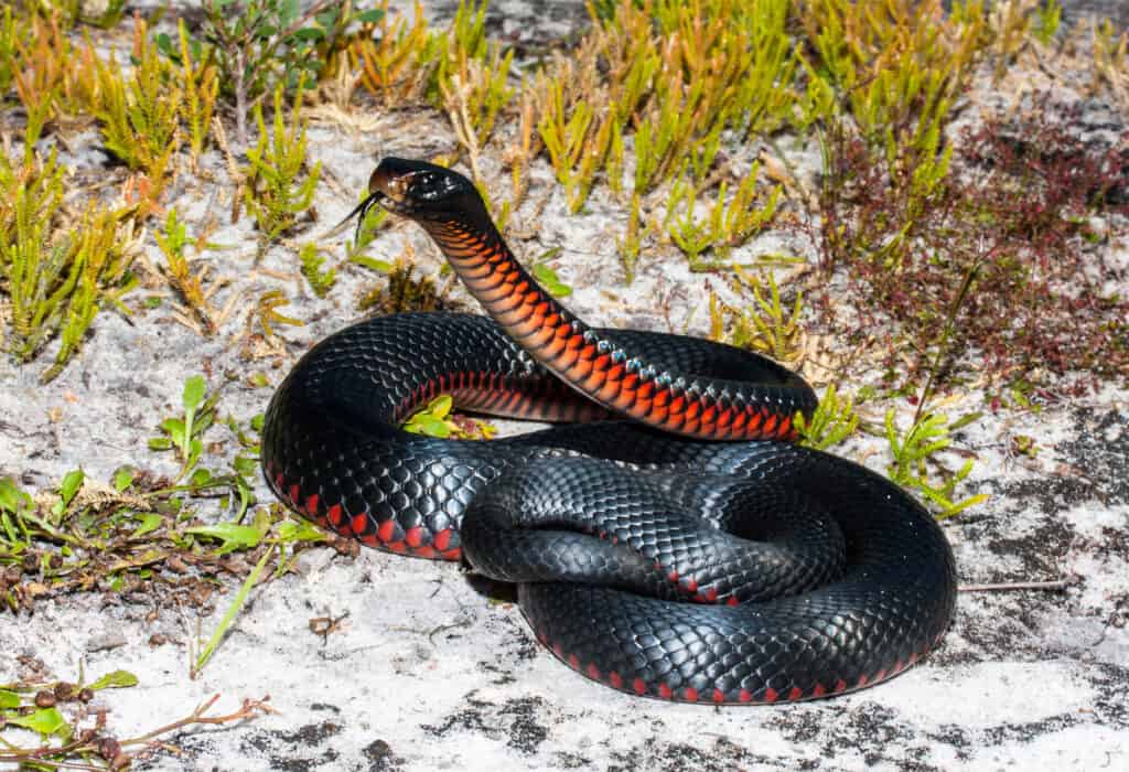 Black Snake with Red Belly in Florida What is it and is it Poisonous