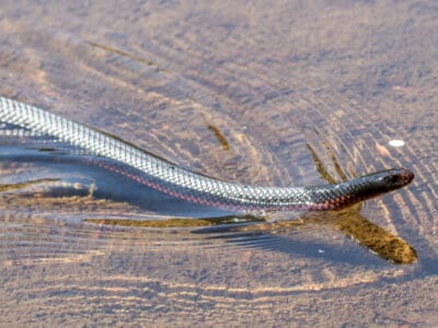 A Beware of These 8 Water Snakes in Missouri
