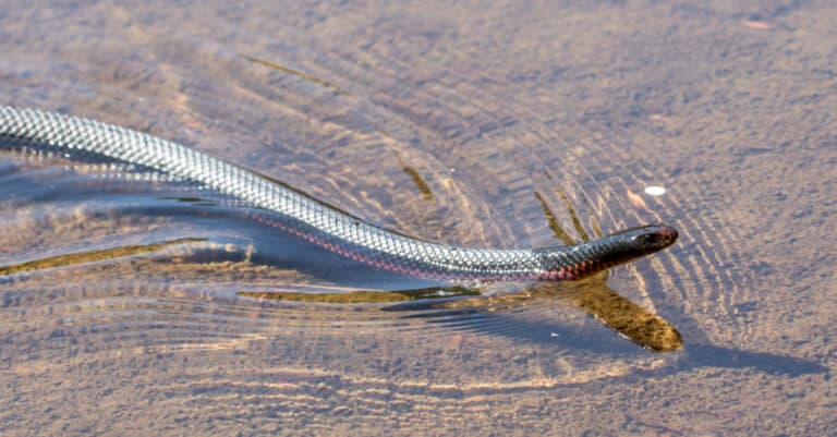 A Red-Bellied Black Snake Swimming
