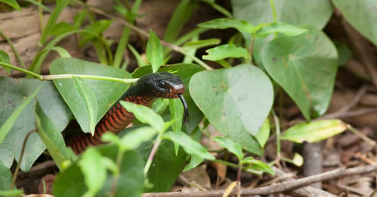 A Red-Bellied Black Snake peeks out from foliage
