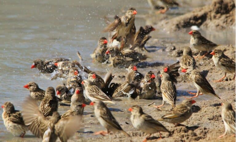 A flock of Red-billed Quelea bath and swim so as to cool down during the hot African summer.