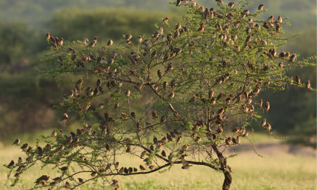 File:Red-billed quelea flocking at waterhole.jpg - Wikipedia