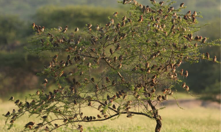 Red-billed Quelea flock in a tree. These are highly social birds who congregate together in a flock.
