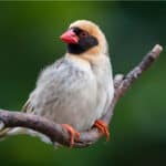 Red-billed quelea