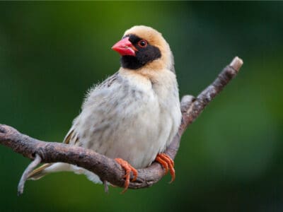 A Red-Billed Quelea Bird