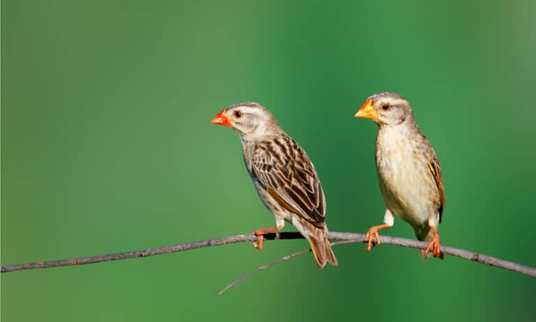 Red-billed Quelea, two females, sitting in a tree. The red-billed quelea is a small bird about the size and shape of a swallow.