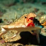 Red-lipped batfish