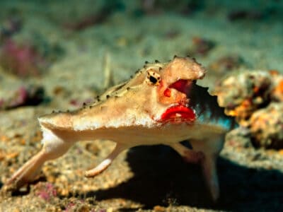 A Red-Lipped Batfish