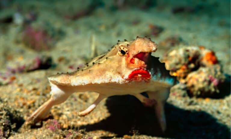 A Red-lipped Batfish off the coast of the Galapagos Islands. The most distinctive feature of the fish are the bright-red lips.