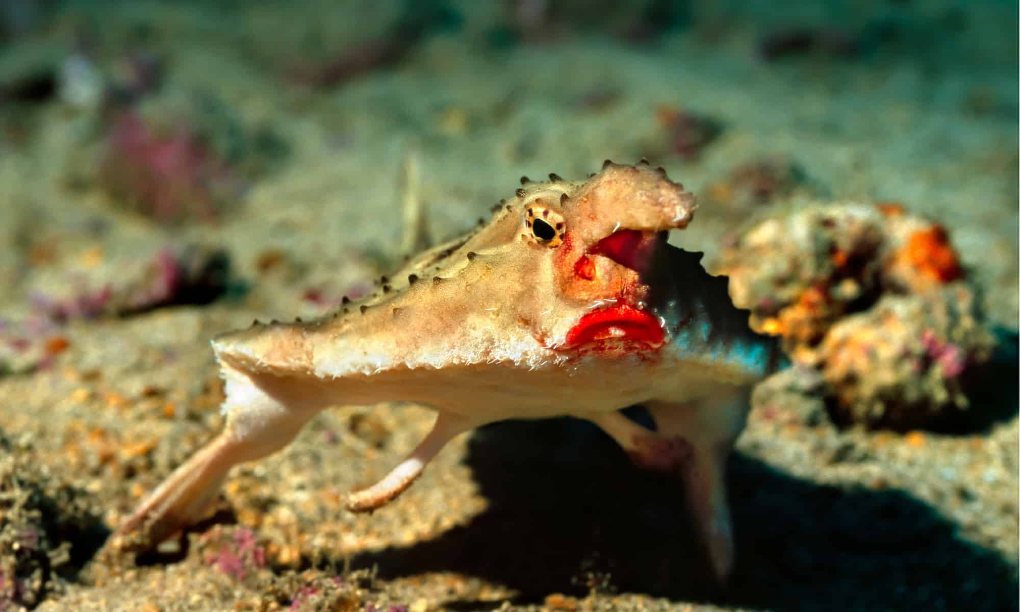 Red-Lipped Batfish Fish Facts | Ogcocephalus darwini - AZ Animals