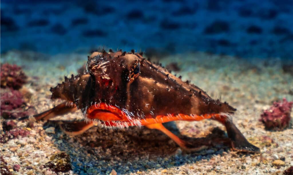 The fins of the red-lipped Batfish is not adapted for swimming, so it "walks" along the sea-bed.