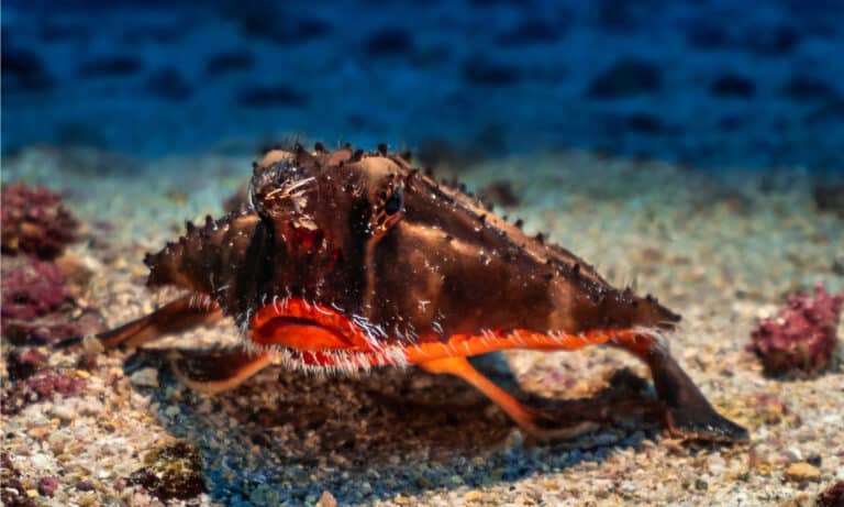 The fins of the red-lipped Batfish is not adapted for swimming, so it 