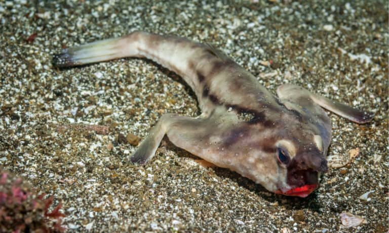The Red-lipped Batfish has scales, but they are modified to form structures called bucklers. They are especially noticeable on the back, which is brownish or grayish with a darker stripe from head to tail.
