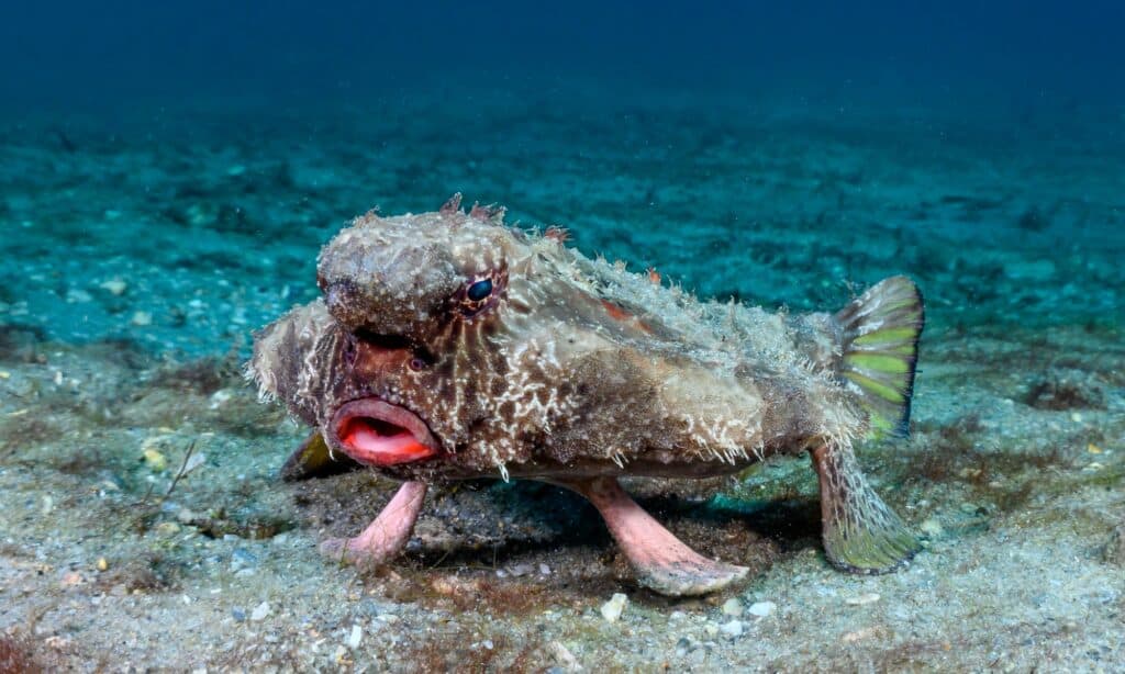 Red-lipped batfish underwater at Blue heron bridge. They have disc-shaped, flattened bodies and pectoral, anal and pelvic fins that behave like limbs.