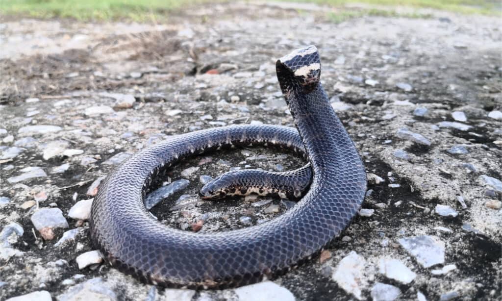 A red-tailed pipe raising its tail to mimic a cobra