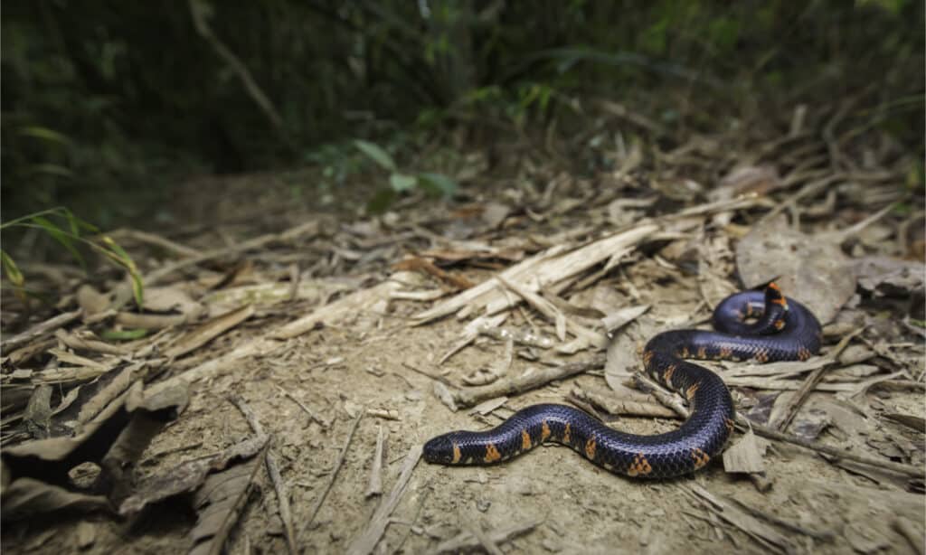 A Common Pipe Snake is Looking for Prey in a Pile of Dry Leaves. Stock  Image - Image of pile, produce: 260721029