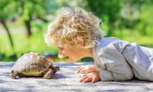 The Best Turtle Food for a Healthy Pet Photo