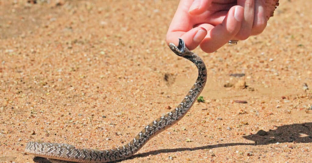 Rhombic egg-eater snake trying to bite a person