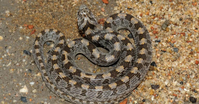 An overhead view of a rhombic egg-eater snake highlights its rhomboid-shaped spots
