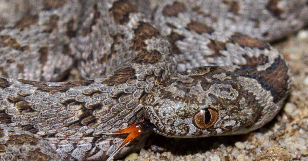 A Rhombic egg-eater snake flicks its tongue