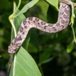 Egg-eating snake