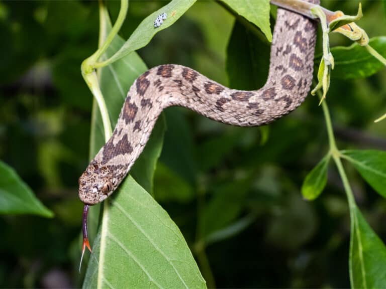 A rhombic egg eater-snake crawling through foliage