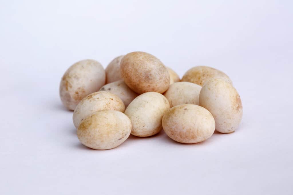 A clutch of sand lizard eggs