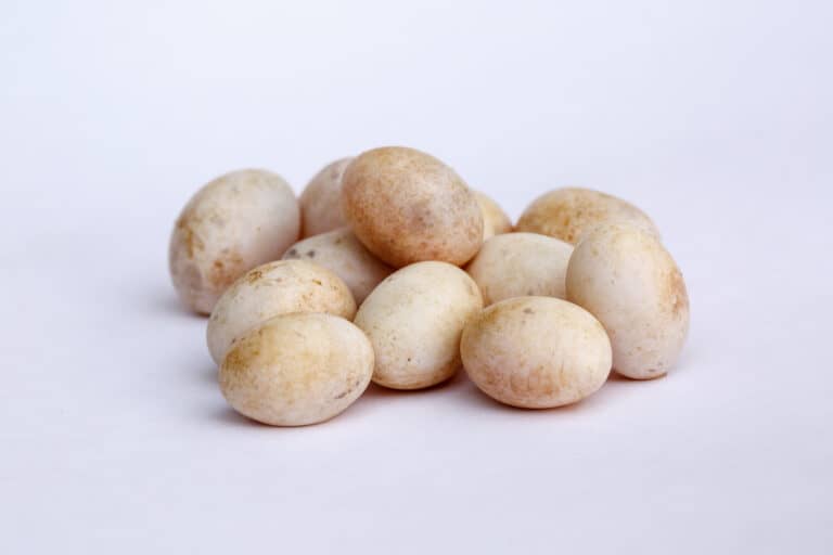 A clutch of sand lizard eggs