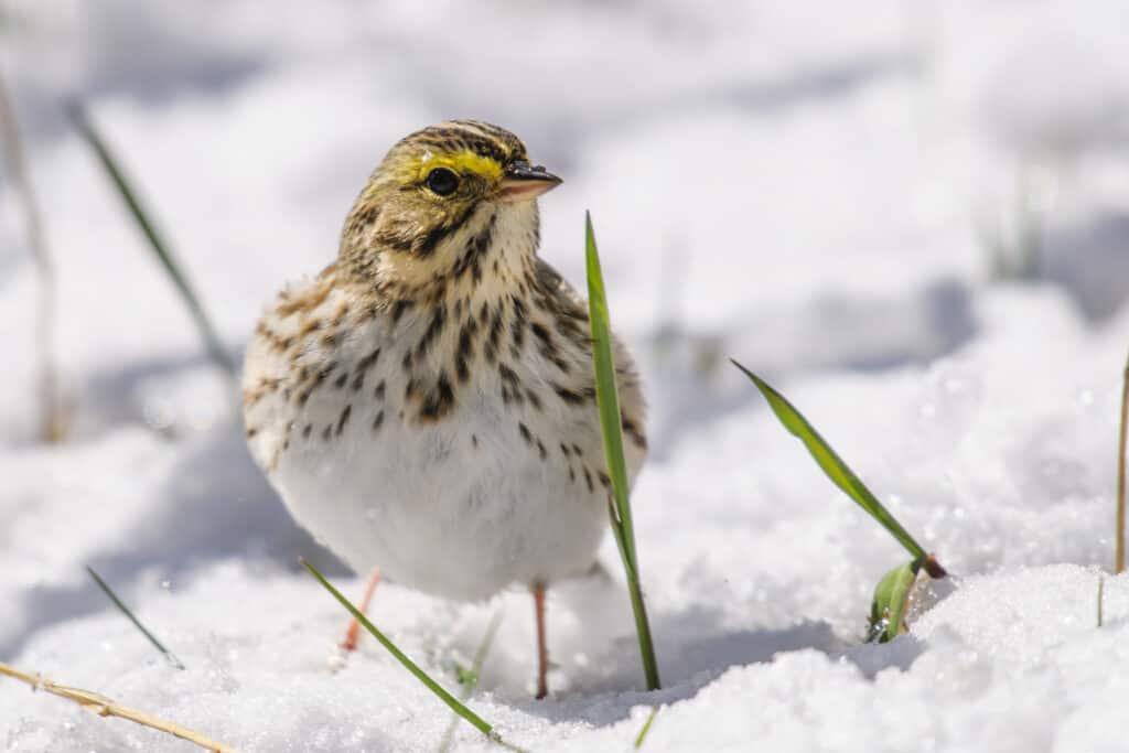 Savannah Sparrow in the snow