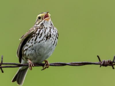 Savannah Sparrow Picture
