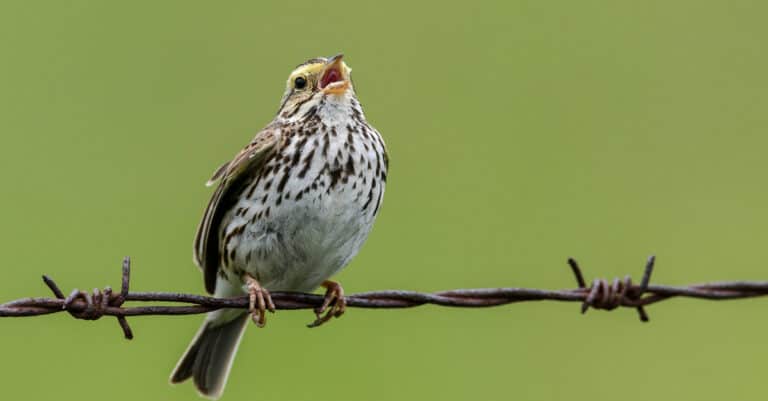 A Savannah Sparrow sings on a barbed wire fence