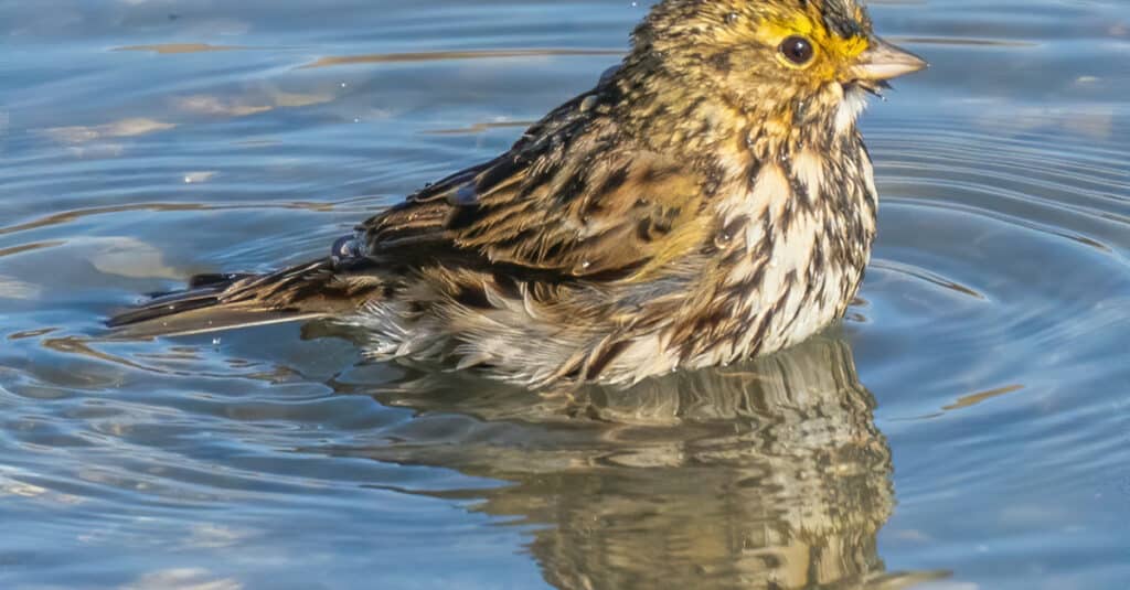 Savannah Sparrow taking a bird bath