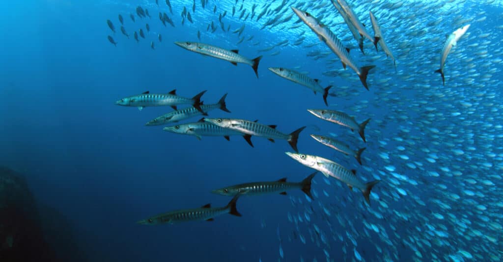 A school of wahoo fish