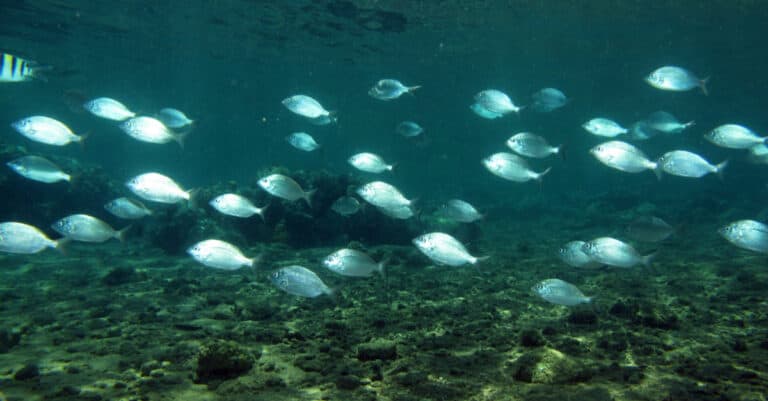 School of silver mojarras in a shallow lagoon
