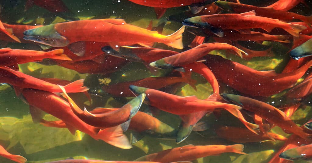 A school of bright red sockeye salmon swimming upstream