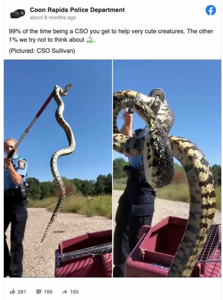 Largest Bull Snake - Coon Rapids Police Department