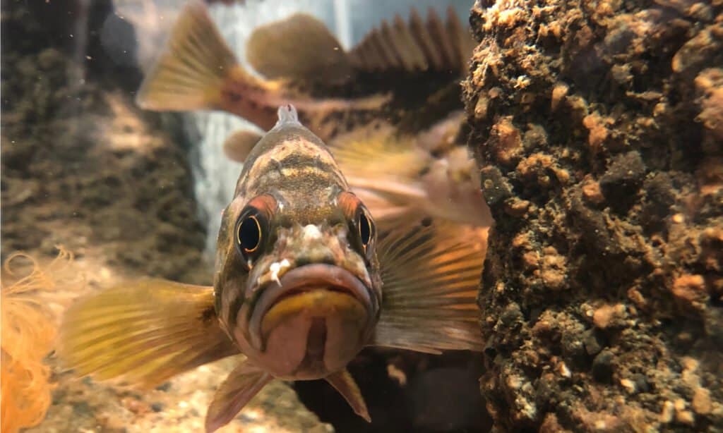 Sailfin sculpin fish close up. Sculpins are able to breathe through their skins using a method called cutaneous respiration.
