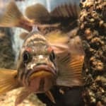 Sculpins