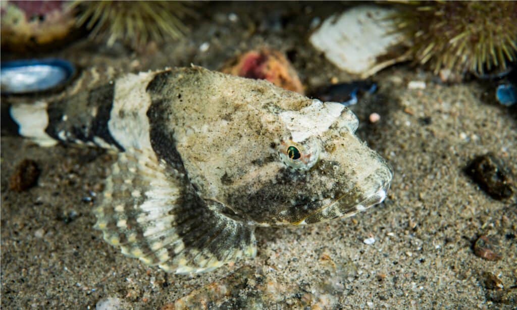 Shorthorn Sculpin underwater in the St. Lawrence River in Canada. Sculpins are bottom-dwellers who do not have a swim-bladder.