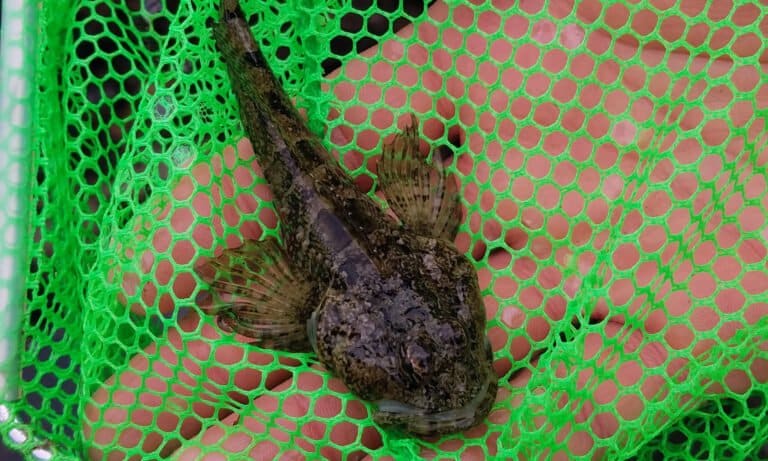 Sculpin juvenile caught in a net.
