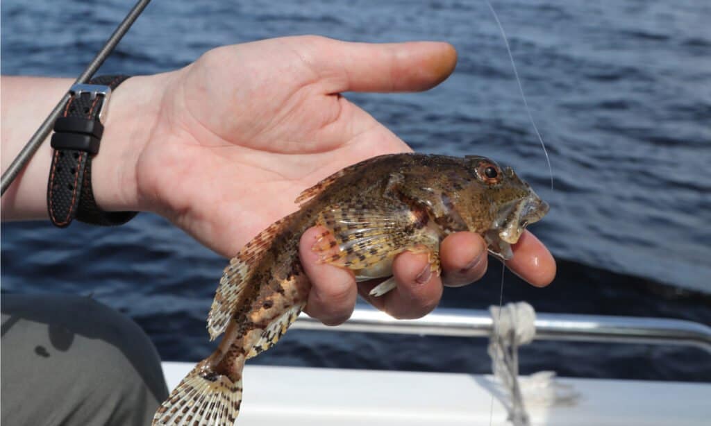 The skin of the Sculpin is prickly and the spines on its head and fins contain a poison. It’s easy for a fisherman to get stuck by this fish’s spines while handling it.