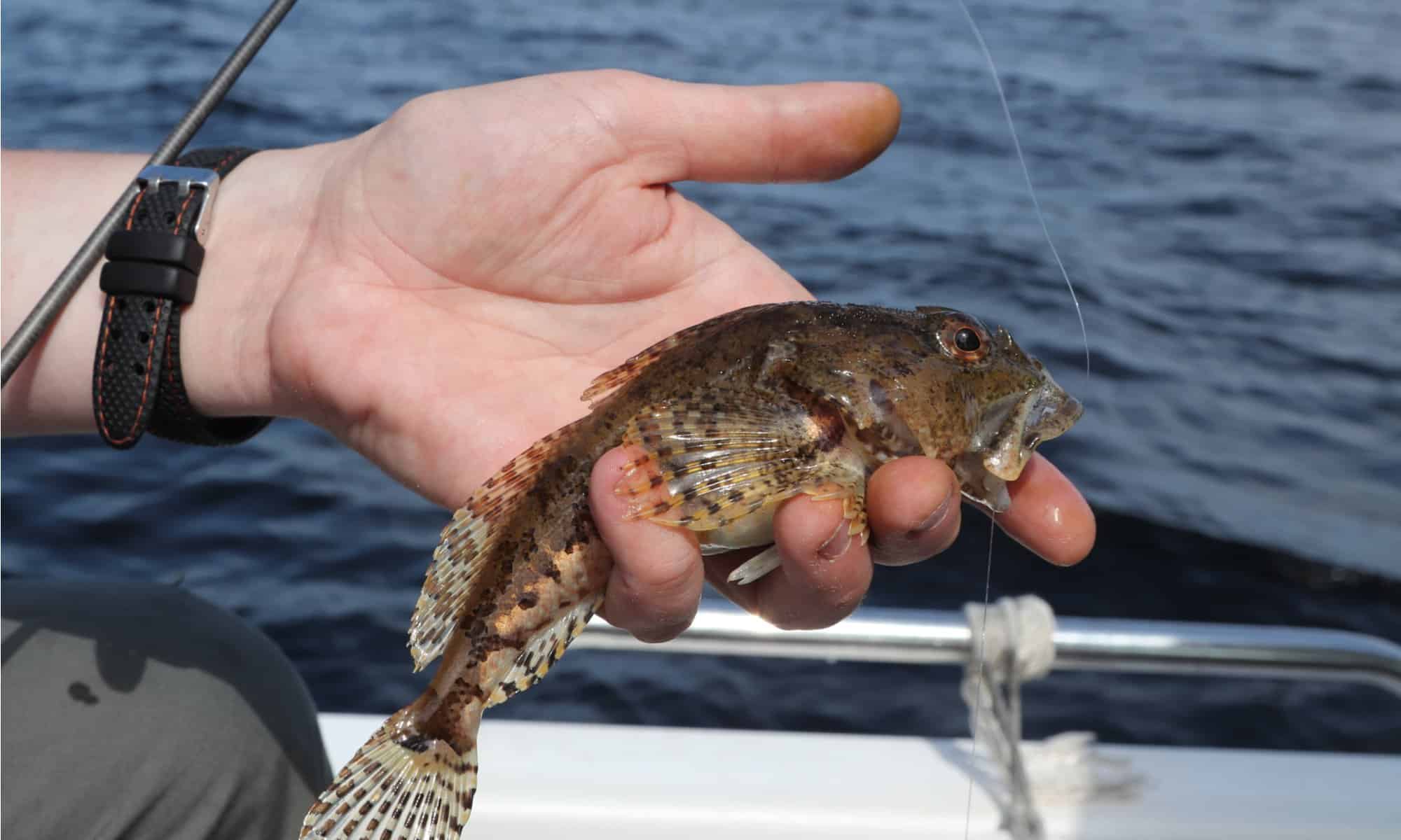 The skin of the Sculpin is prickly and the spines on its head and fins contain a poison. It’s easy for a fisherman to get stuck by this fish’s spines while handling it.