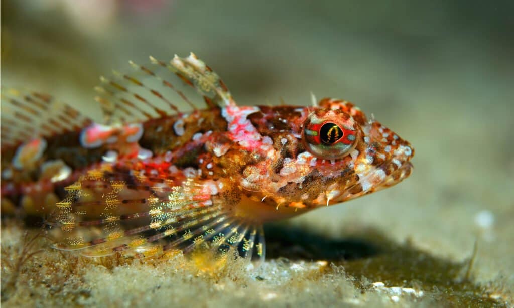 Sculpin (Bero elegans) Bottom fish of small size. It reaches a length of 20 cm. It lives mainly in the coastal zone among rocks, boulders, on pebble-gravel soil.