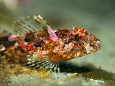 A Sculpin