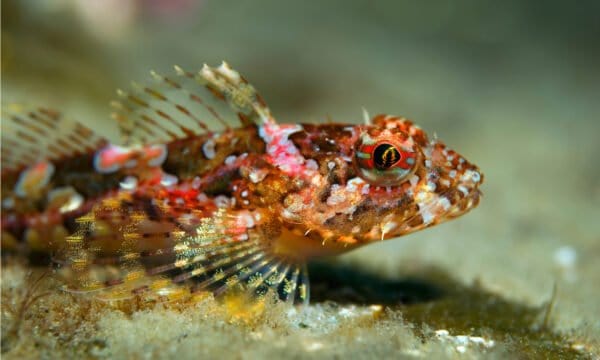 Cottids Sculpin Animal Facts - Cottidae - A-Z Animals