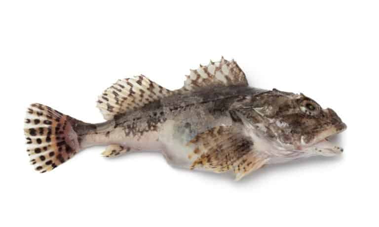 Sculpin isolated on white background.