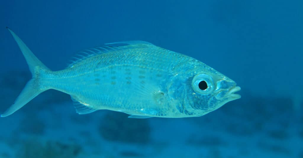 A slender silver-biddy fish