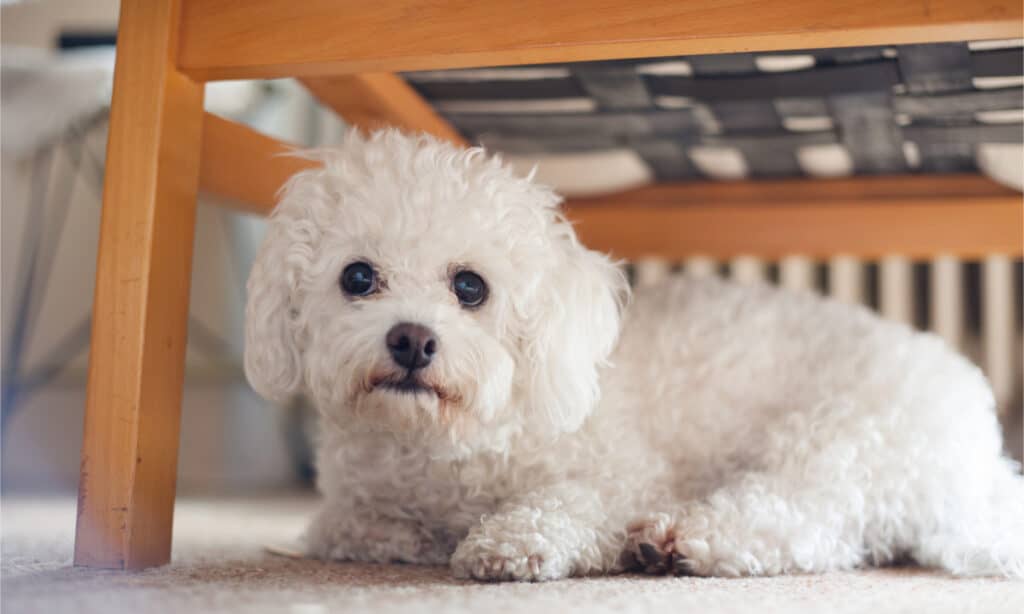 A maltese dog hides under a chair