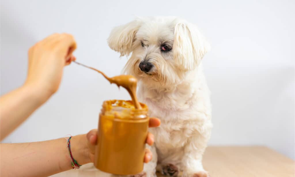 A small white dog stares at a spoonful of peanut butter