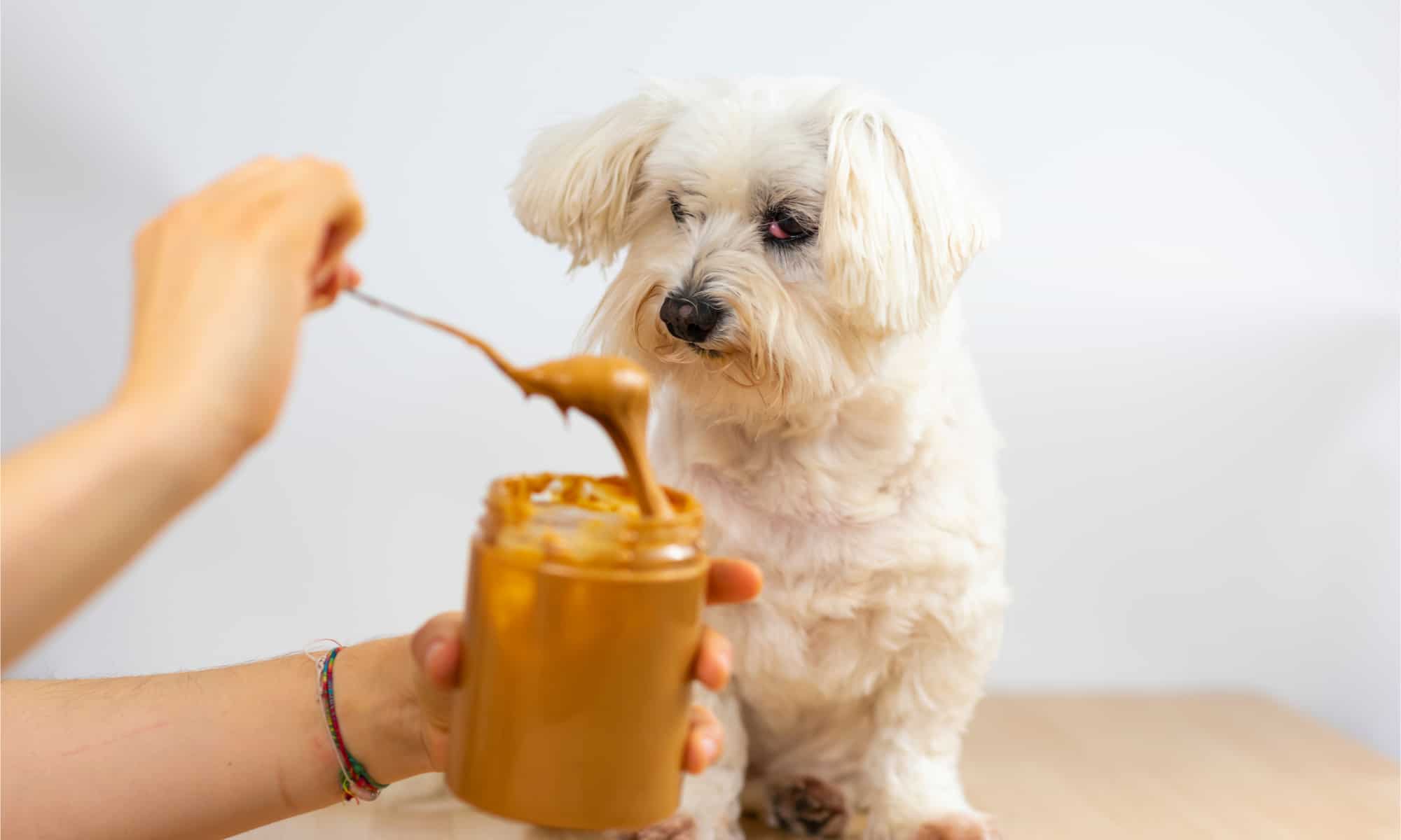 Can Dogs Eat Peanut Butter? How Much? - AZ Animals